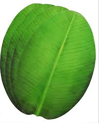 Paper Banana Leaf